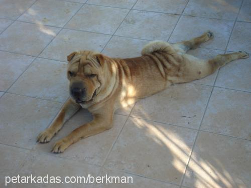 Hector Erkek Çin Shar-Pei