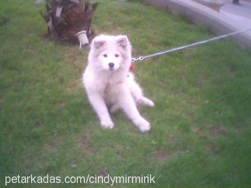 köpük Dişi Samoyed