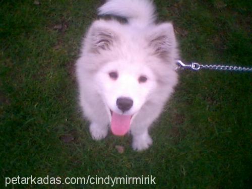 köpük Dişi Samoyed