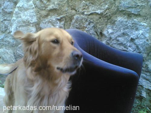 eros Erkek Golden Retriever