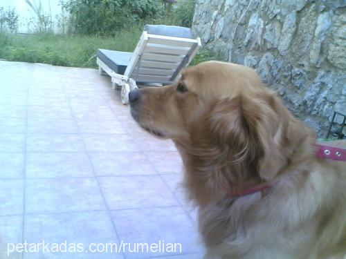 eros Erkek Golden Retriever