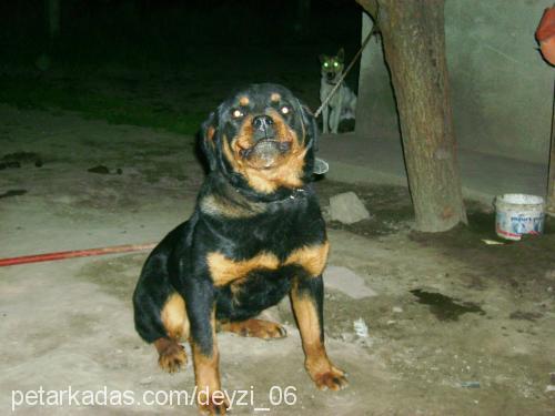 deyzi Dişi Rottweiler