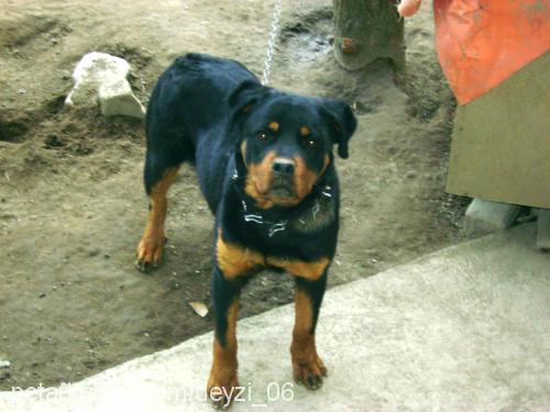 deyzi Dişi Rottweiler