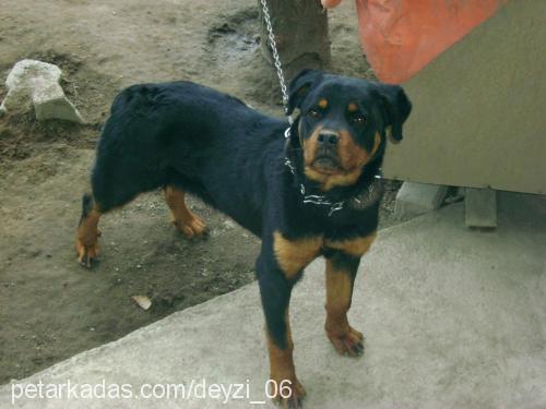 deyzi Dişi Rottweiler