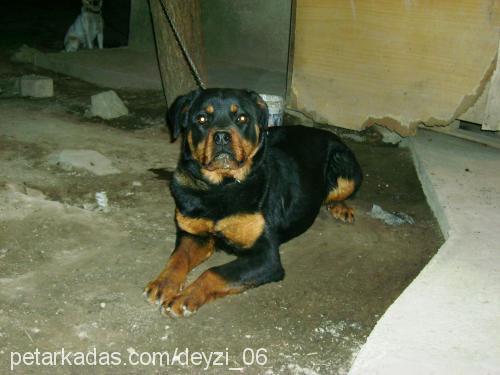 deyzi Dişi Rottweiler