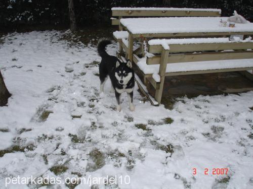 Maya Dişi Sibirya Kurdu (Husky)