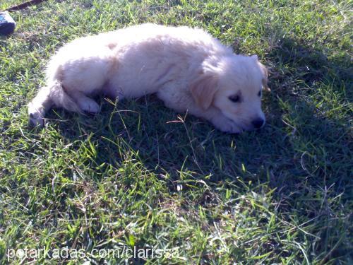 efe Erkek Golden Retriever