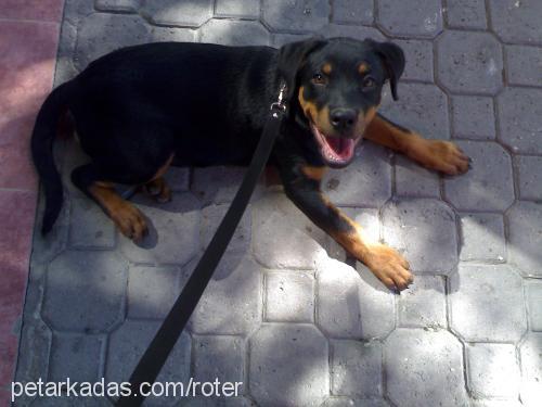 HeRa Dişi Rottweiler