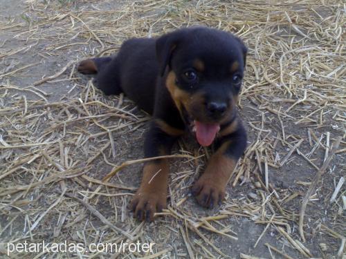 HeRa Dişi Rottweiler