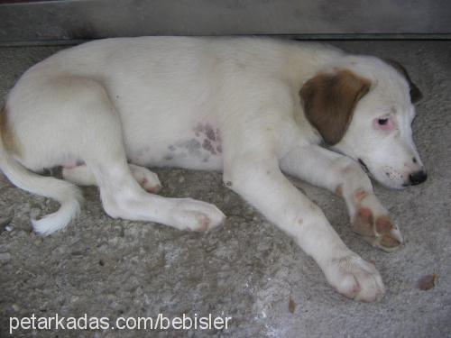 prenses Dişi Sokö (Sokak Köpeği)