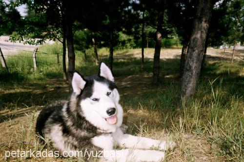 Tekila Erkek Sibirya Kurdu (Husky)