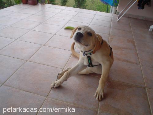 oscar Erkek Labrador Retriever