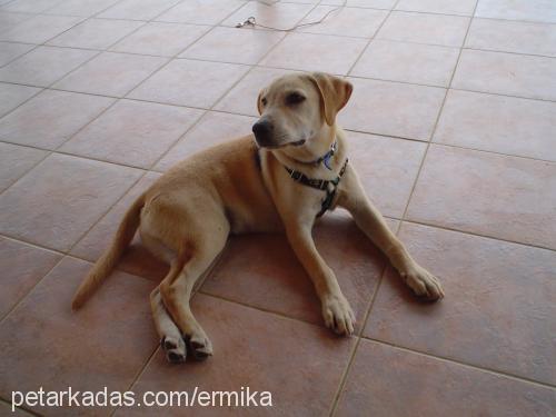 oscar Erkek Labrador Retriever