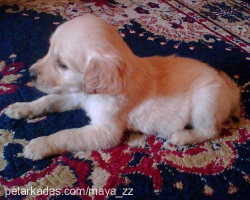 Maya Dişi Golden Retriever