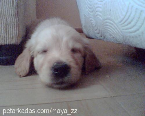 Maya Dişi Golden Retriever