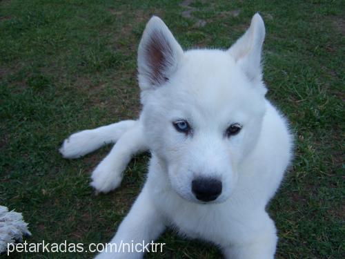 Hector Erkek Sibirya Kurdu (Husky)