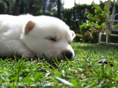 Hector Erkek Sibirya Kurdu (Husky)