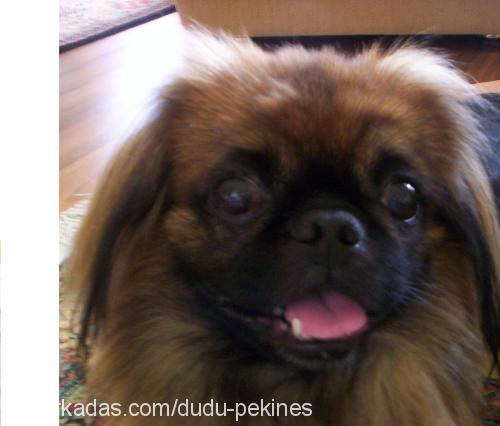 Dudu Erkek Pekingese