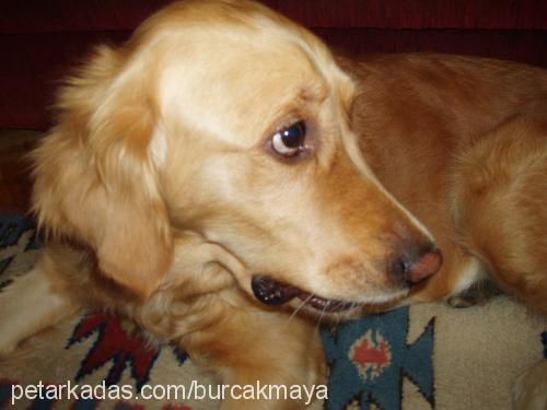 maya Dişi Golden Retriever