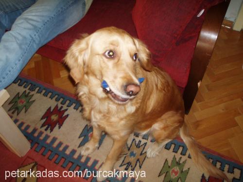 maya Dişi Golden Retriever