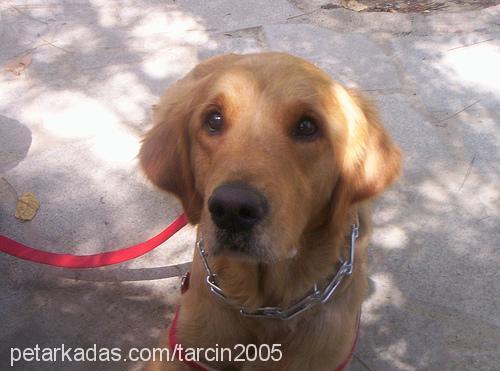 Tarçın Erkek Golden Retriever