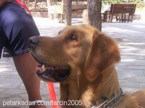 Tarçın Erkek Golden Retriever