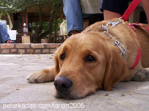 Tarçın Erkek Golden Retriever