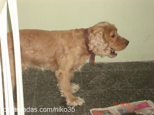 NIKO35 Erkek Amerikan Cocker Spaniel