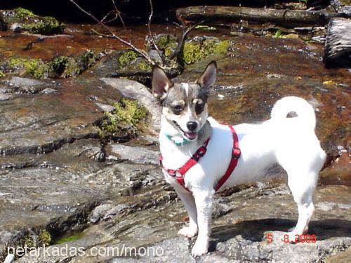 mono Dişi Jack Russell Terrier