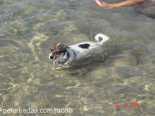 mono Dişi Jack Russell Terrier