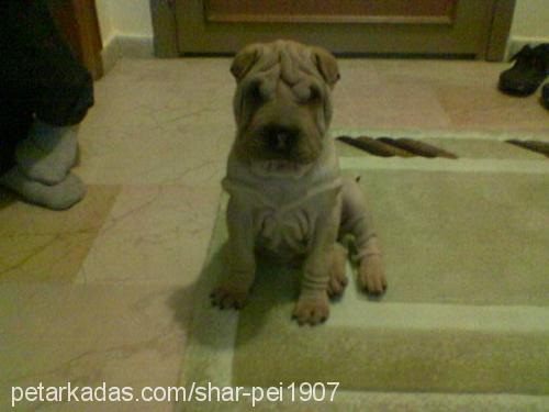 tyson Erkek Çin Shar-Pei