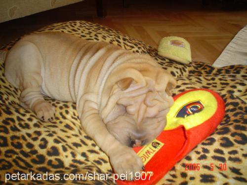 tyson Erkek Çin Shar-Pei