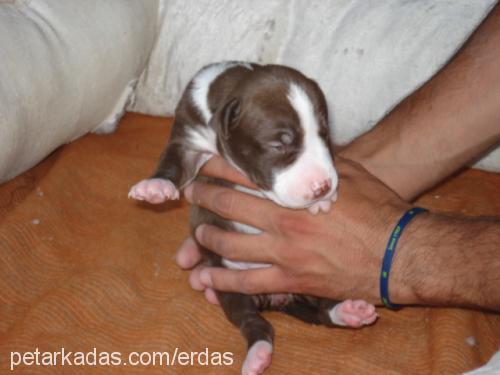 Lara Dişi Amerikan Pitbull Terrier