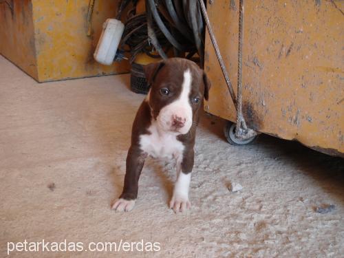 Lara Dişi Amerikan Pitbull Terrier