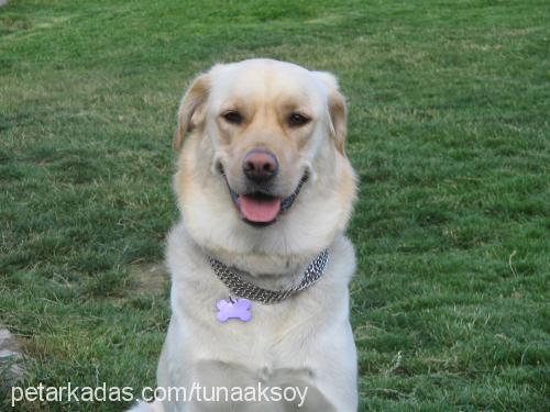 YAREN Dişi Labrador Retriever