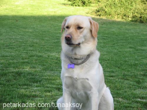 YAREN Dişi Labrador Retriever