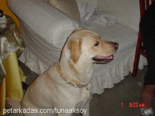 YAREN Dişi Labrador Retriever