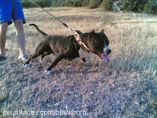 Hera Dişi Amerikan Staffordshire Terrier