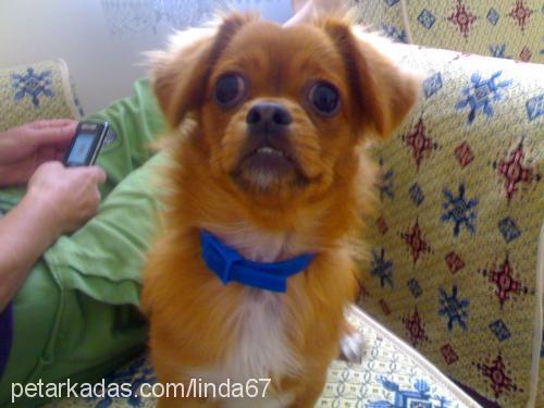 linda Dişi Tibetli Spaniel