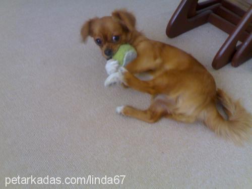 linda Dişi Tibetli Spaniel