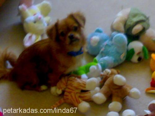 linda Dişi Tibetli Spaniel