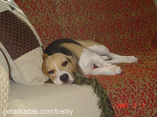 soda Dişi Beagle