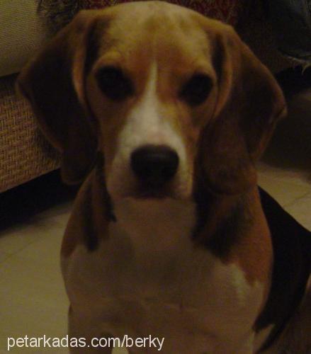 soda Dişi Beagle