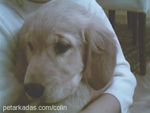 colin Dişi Golden Retriever