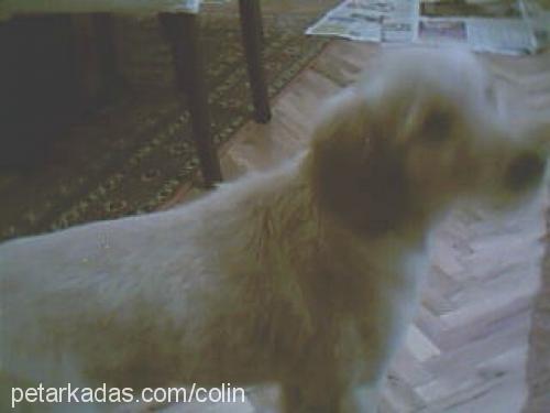 colin Dişi Golden Retriever