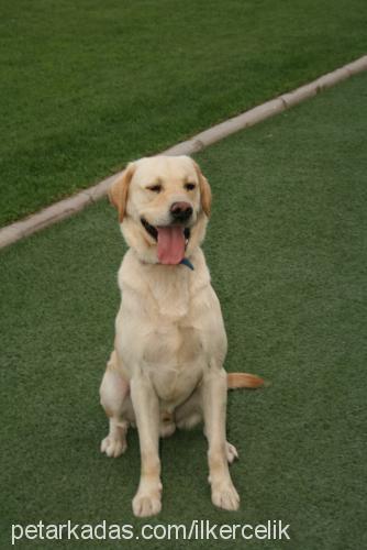 badİ Erkek Labrador Retriever