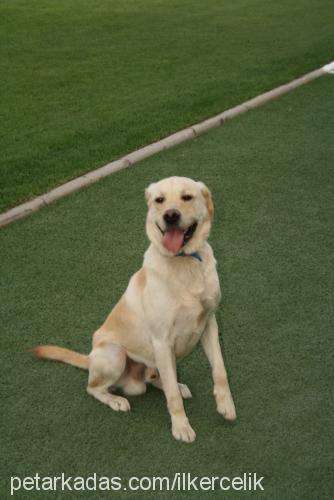 badİ Erkek Labrador Retriever