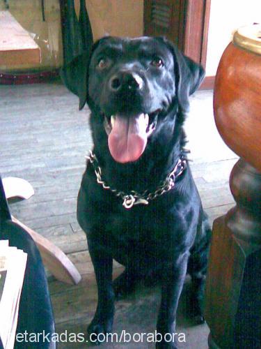 paşa Erkek Labrador Retriever