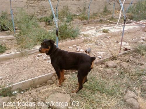 tommy Dişi Rottweiler