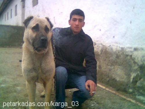 cesur Erkek Kangal